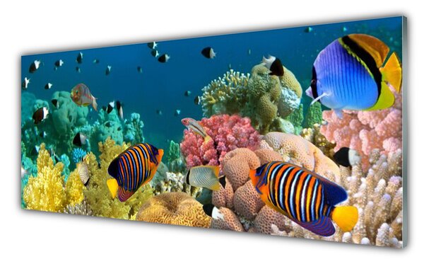 Panou sticla bucatarie Coral Reef Natura Multi