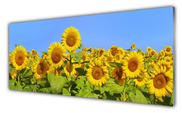 Tablou pe sticla Floarea soarelui Floral Galben Verde