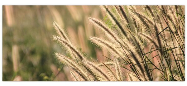 Tablou - Cereale (120x50 cm)