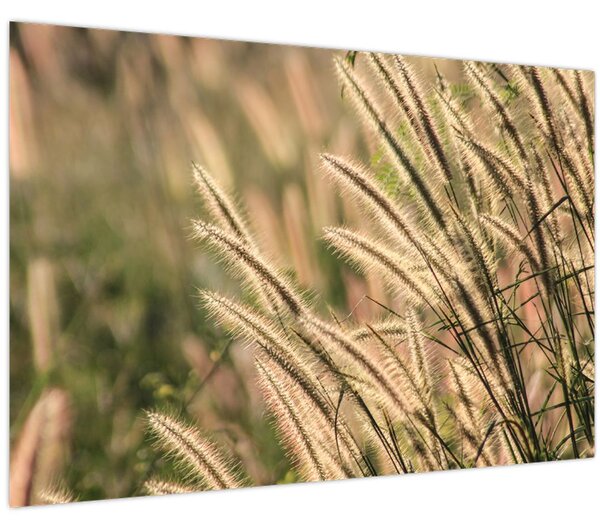 Tablou - Cereale (90x60 cm)