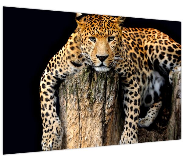 Tablou - Ghepard (90x60 cm)
