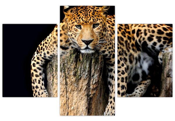 Tablou - Ghepard (90x60 cm)