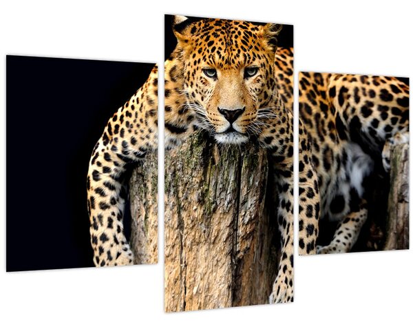 Tablou - Ghepard (90x60 cm)