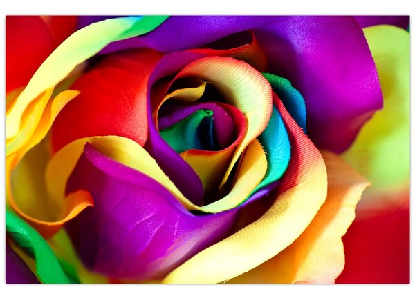 Tablou - Trandafir colorat (90x60 cm)