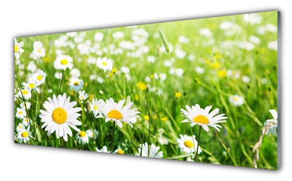 Tablou pe sticla Daisy Floral Alb Galben Verde