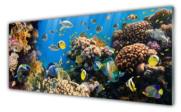 Panou sticla bucatarie Coral Reef Natura Multi