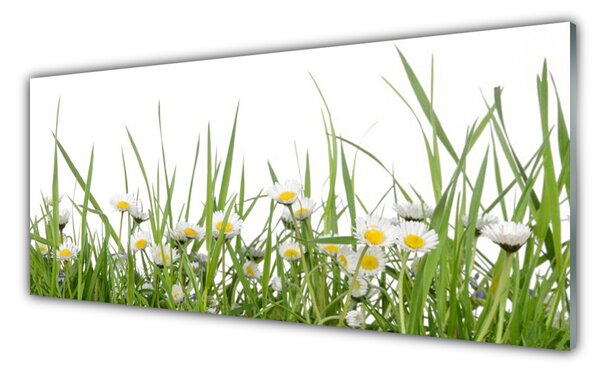 Tablou pe sticla Iarbă Margarete Natura Verde Alb Galben