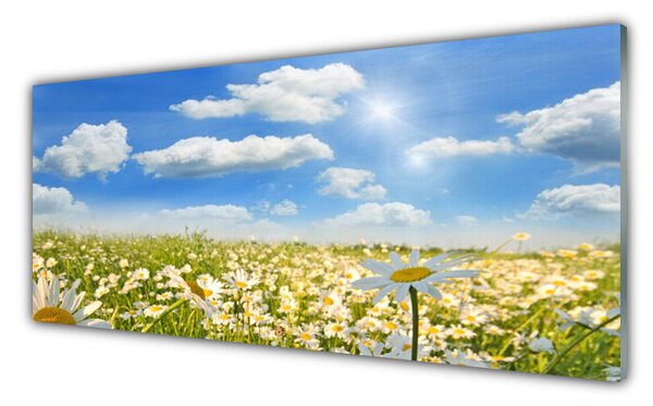 Tablou pe sticla Meadow Margarete Natura Verde Albastru Alb