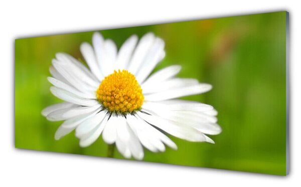 Tablou pe sticla Daisy Floral Galben Alb