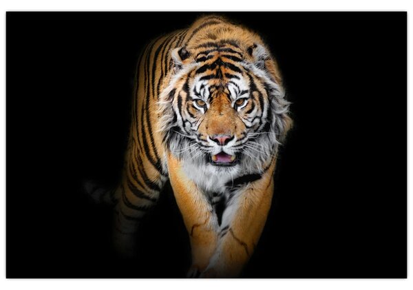 Tablou - Tiger (90x60 cm)