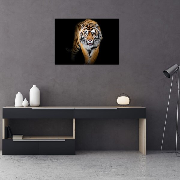 Tablou - Tiger (70x50 cm)