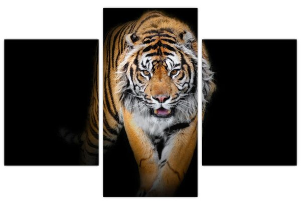 Tablou - Tiger (90x60 cm)