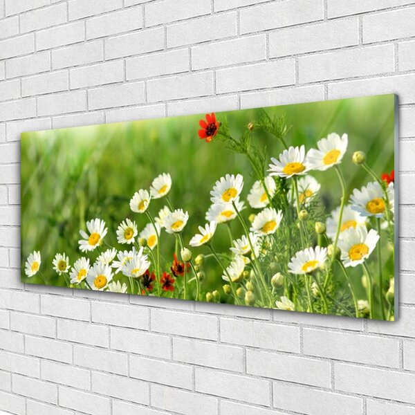 Tablou pe sticla Daisy Natura Galben Alb