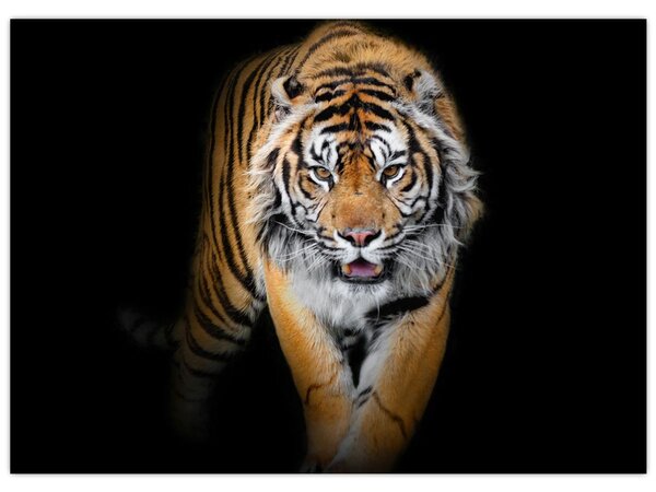 Tablou - Tiger (70x50 cm)
