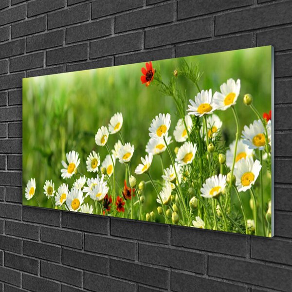 Tablou pe sticla Daisy Natura Galben Alb