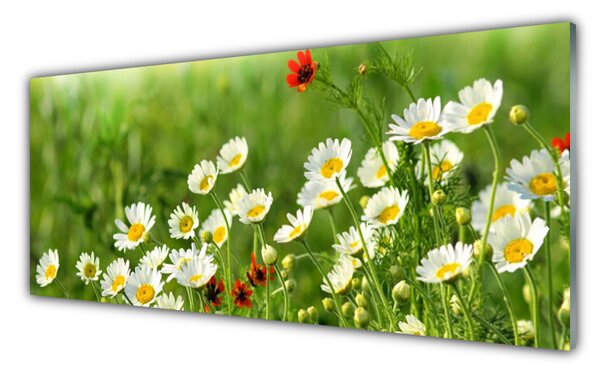 Tablou pe sticla Daisy Natura Galben Alb