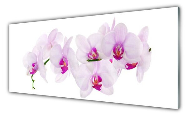 Tablou pe sticla Flori roz Floral