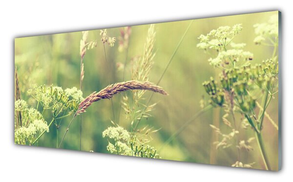 Tablou pe sticla Plante sălbatice Floral Alb Verde Brun