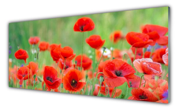 Tablou pe sticla Maci Floral Rosu Negru