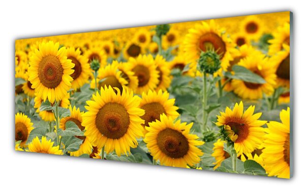 Tablou pe sticla Floarea soarelui Floral Brown Galben