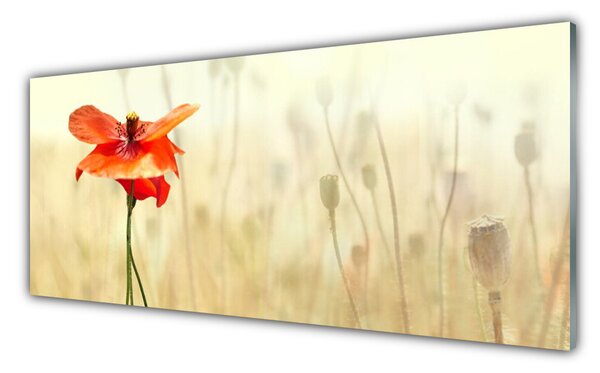 Tablou pe sticla Poppy Floral Roșu Verde