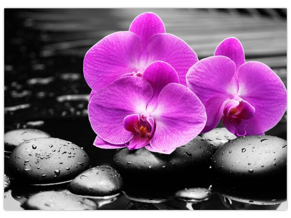 Tablou - Orhidee violet (70x50 cm)
