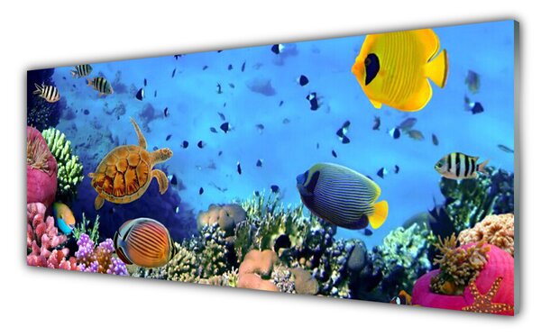 Panou sticla bucatarie Coral Reef Natura Multi