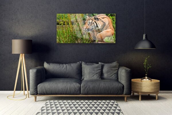 Tablou pe sticla Tigru Animale Maro Negru