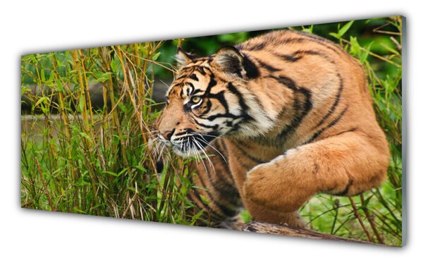 Tablou pe sticla Tigru Animale Maro Negru