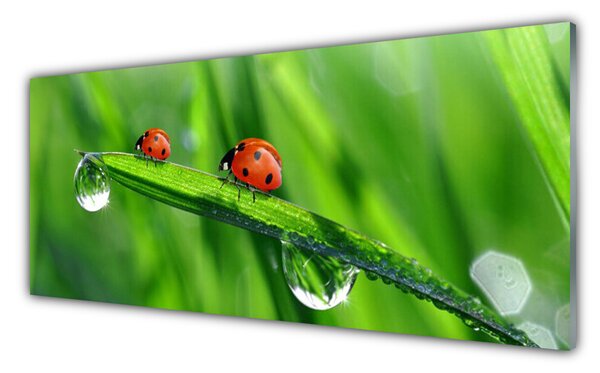 Tablou pe sticla Ladybird Beetle Floral Verde Roșu Negru