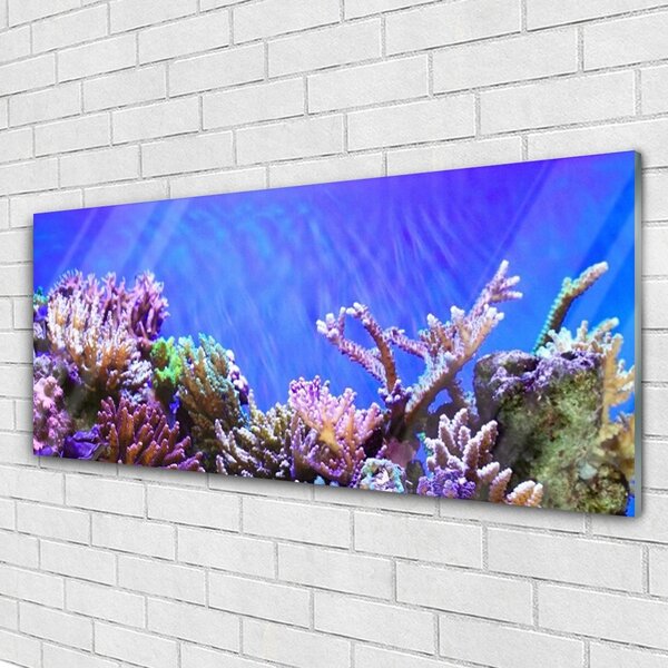 Tablou pe sticla Coral Reef Natura Multi