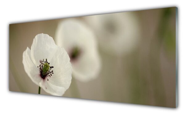 Tablou pe sticla Florale flori albe