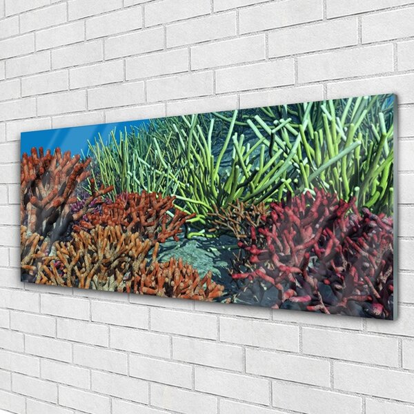 Tablou pe sticla Coral Reef Natura Multi