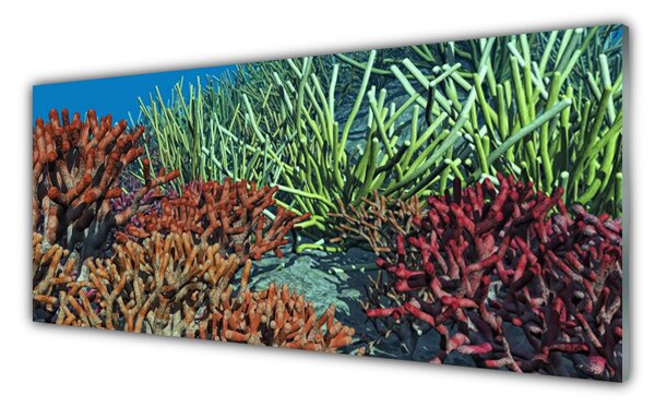 Tablou pe sticla Coral Reef Natura Multi