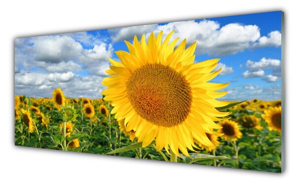 Tablou pe sticla Floarea soarelui Floral Galben Maro