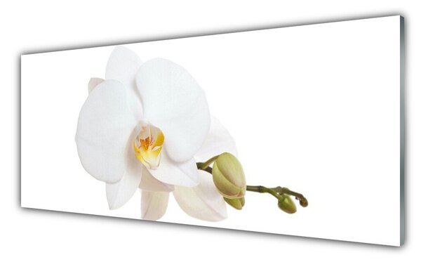 Tablou pe sticla Florale flori albe