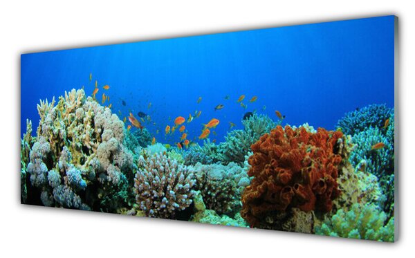 Panou sticla bucatarie Coral Reef Natura Multi