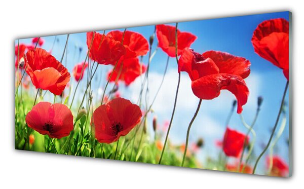 Tablou pe sticla Poppy Iarbă Natura Roșu Verde
