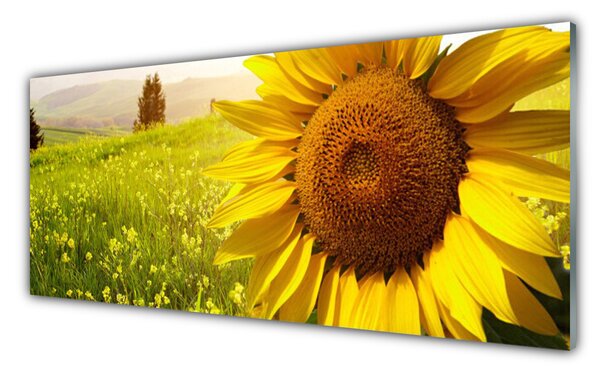 Panou sticla bucatarie Floarea soarelui Floral Galben Maro