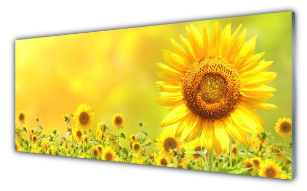 Tablou pe sticla Floarea soarelui Floral Galben Maro