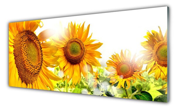 Panou sticla bucatarie Floarea soarelui Floral Galben Maro