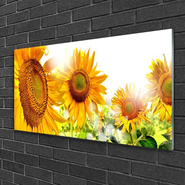 Tablou pe sticla Floarea soarelui Floral Galben Maro