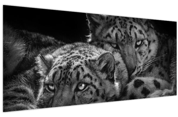 Tablou - Gheparzi care se odihnesc (120x50 cm)
