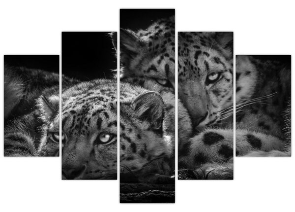 Tablou - Gheparzi care se odihnesc (150x105 cm)