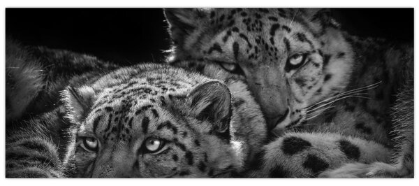 Tablou - Gheparzi care se odihnesc (120x50 cm)