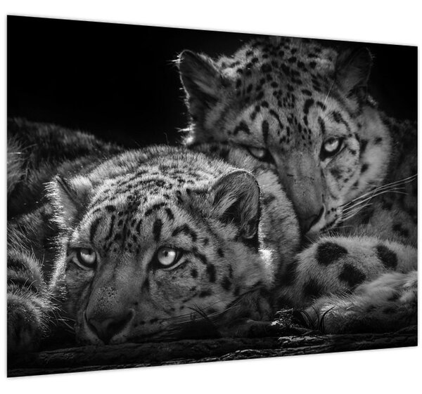 Tablou - Gheparzi care se odihnesc (70x50 cm)
