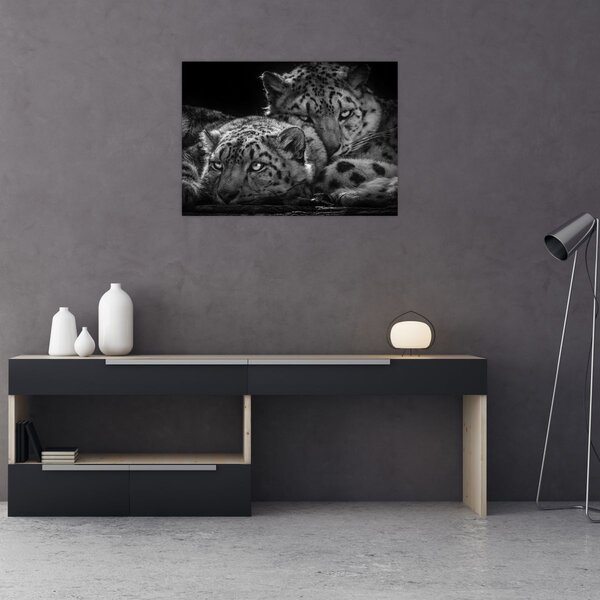 Tablou - Gheparzi care se odihnesc (70x50 cm)