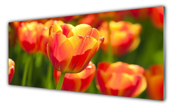 Tablou pe sticla Lalele Floral Galben Rosu