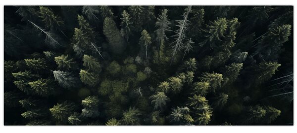 Tablou - Pădure (120x50 cm)