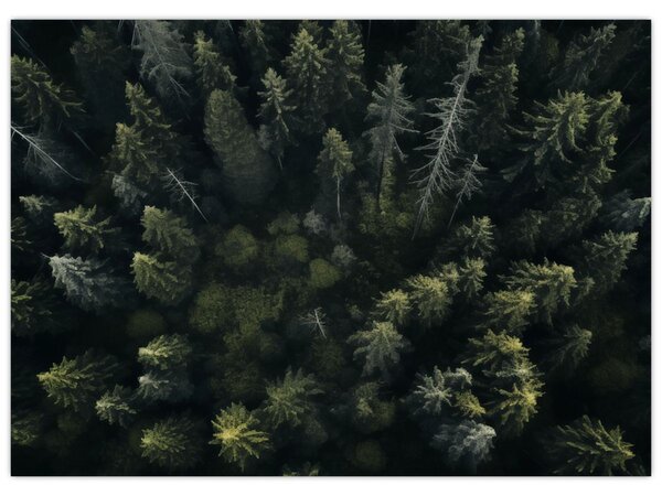 Tablou - Pădure (70x50 cm)